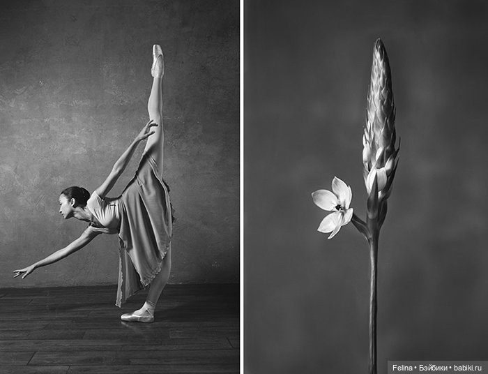 Аналогия танца балерины с нежной хрупкостью цветка (фото 2)