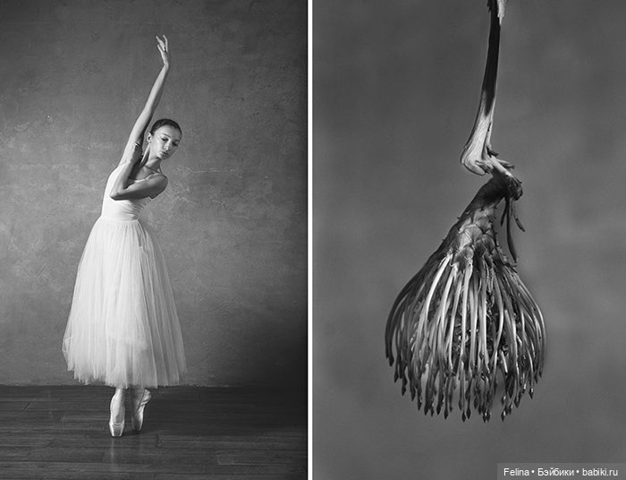 Аналогия танца балерины с нежной хрупкостью цветка (фото 9)