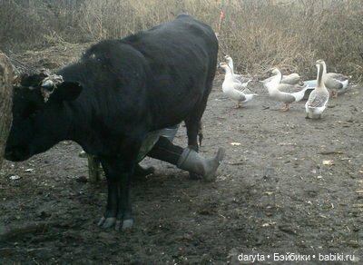 Как Зорька была мустангом