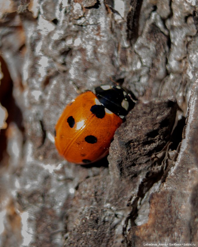 Весна в стиле макро — Другие хобби и увлечения: сад (фото 7)