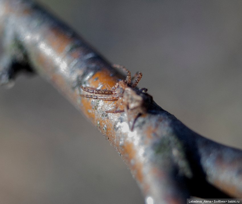 Весна в стиле макро — Другие хобби и увлечения: сад (фото 8)