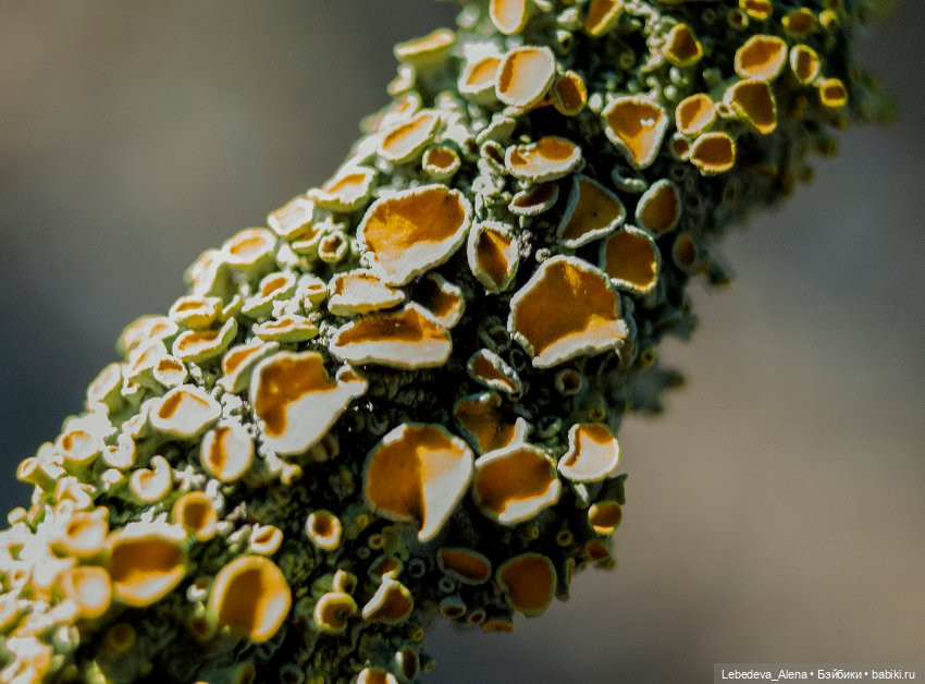 Весна в стиле макро — Другие хобби и увлечения: сад (фото 5)