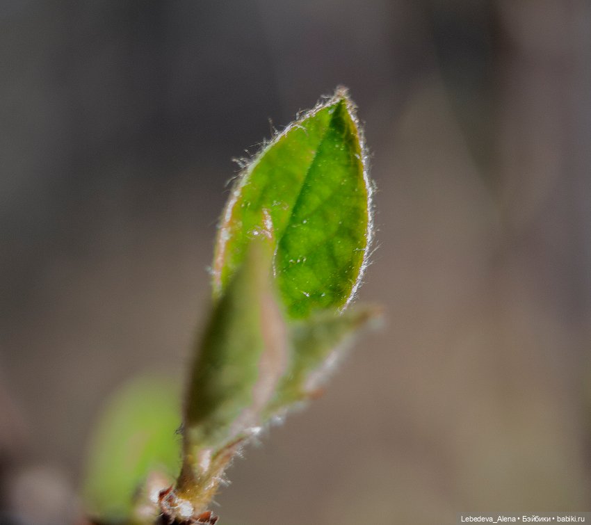 Весна в стиле макро — Другие хобби и увлечения: сад (фото 9)