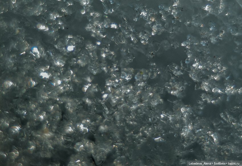 Весна в стиле макро — Другие хобби и увлечения: сад (фото 2)