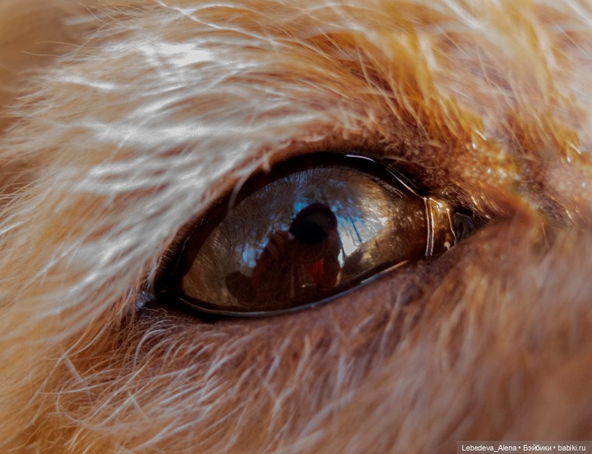 Весна в стиле макро — Другие хобби и увлечения: сад (фото 10)