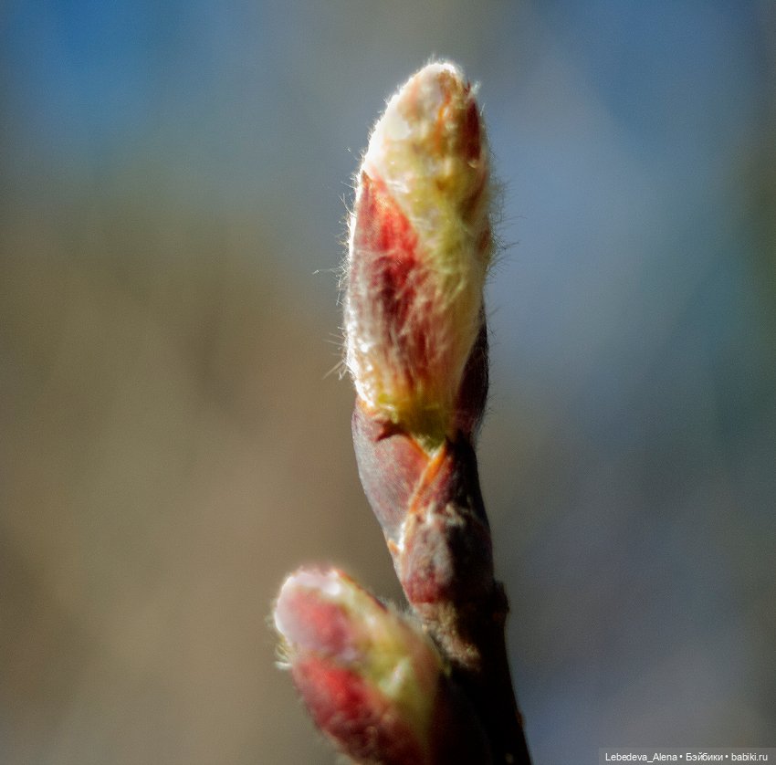 Весна в стиле макро — Другие хобби и увлечения: сад (фото 6)