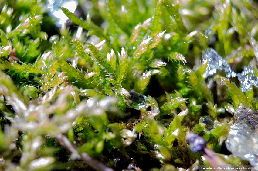 Весна в стиле макро — Другие хобби и увлечения: сад (фото 3)