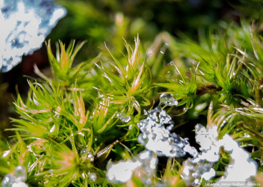 Весна в стиле макро — Другие хобби и увлечения: сад (фото 4)