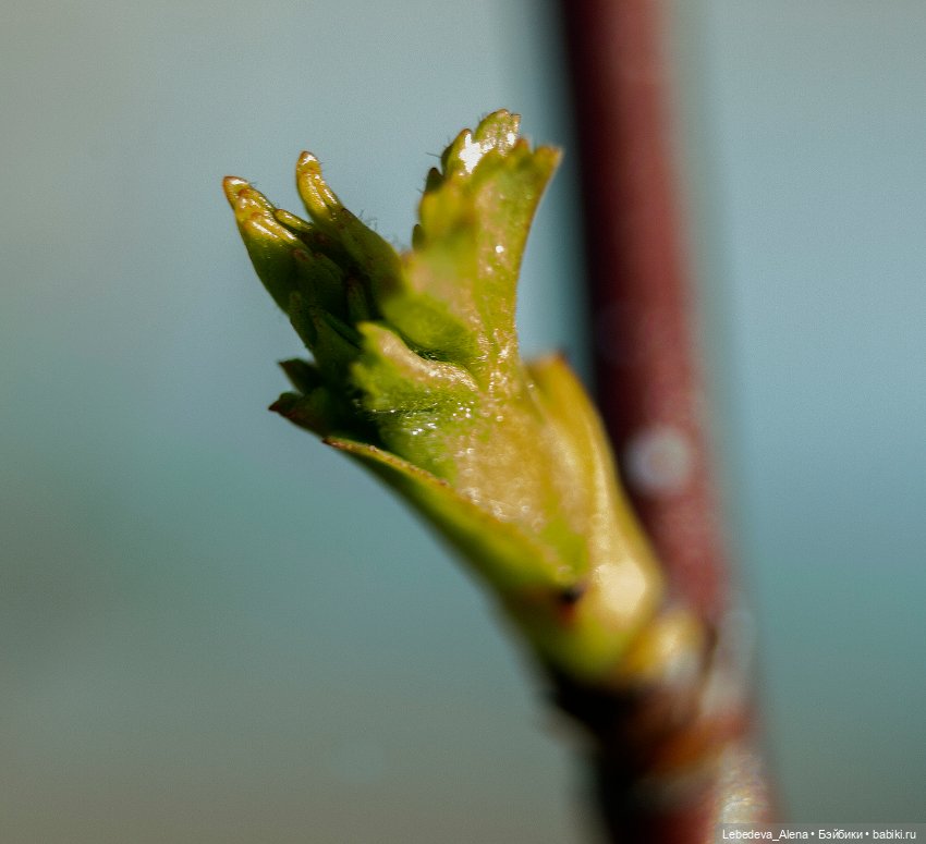 Весна в стиле макро — Другие хобби и увлечения: сад