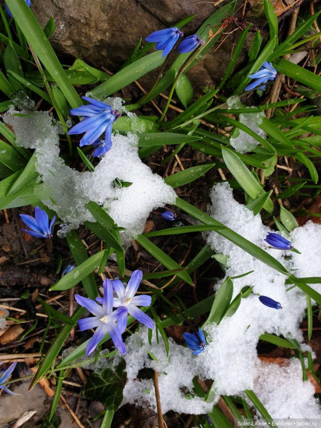 Мишкино счастье — Куклы Petitcollin (Петитколлин) и Sylvia Natterer: Minouche