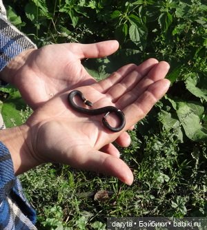 Год ужика — Болталка и разговоры обо всем: жизнь