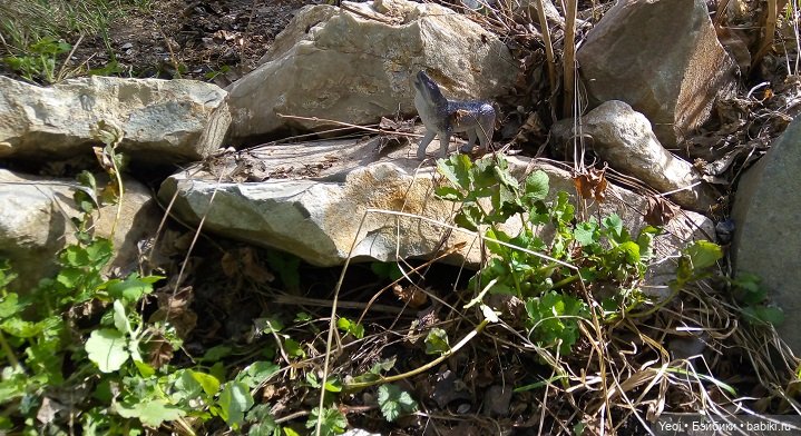 Прогулка во дворе с племянницами: Хантер, Гаррет и фигурки. 01