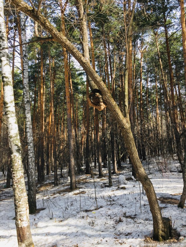В сказочном лесу — Куклы Anne Geddes (Анна Геддес): малыши