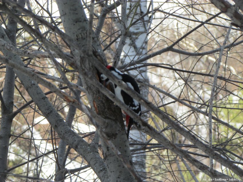Сая на Алтае. Часть 2 — Куклы Dust of Dolls (Даст оф Доллс): BJD (БЖД)