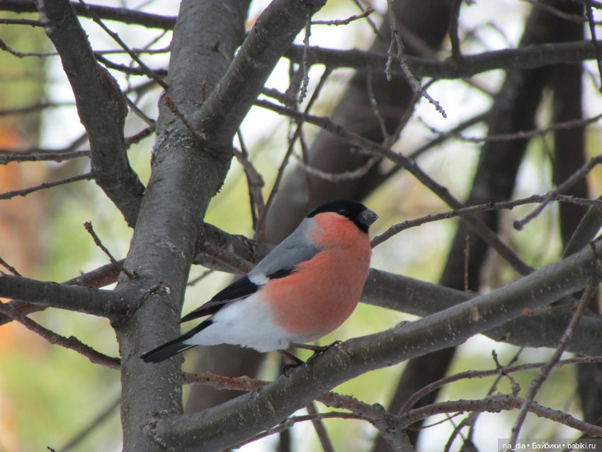 Сая на Алтае. Часть 2 — Куклы Dust of Dolls (Даст оф Доллс): BJD (БЖД)