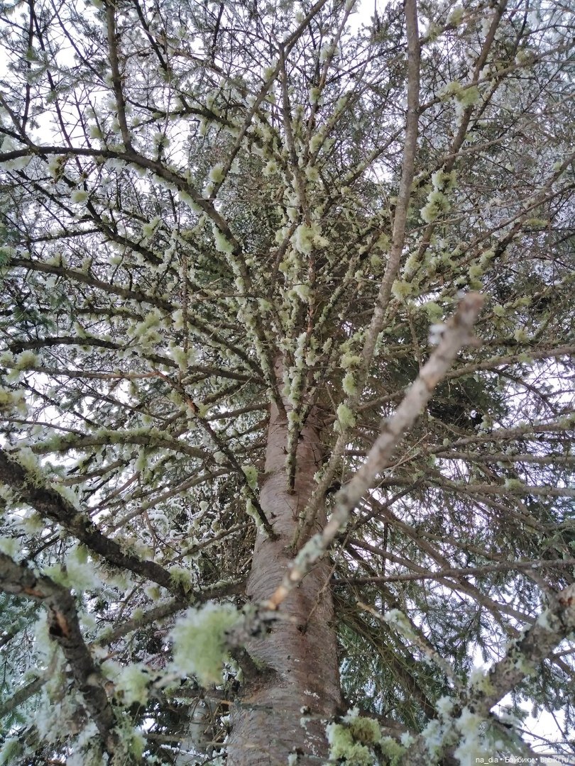 Сая на Алтае. Часть 2 — Куклы Dust of Dolls (Даст оф Доллс): BJD (БЖД)