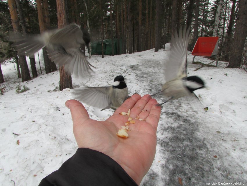 Сая на Алтае. Часть 2 — Куклы Dust of Dolls (Даст оф Доллс): BJD (БЖД)