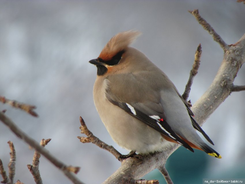 Сая на Алтае. Часть 2 — Куклы Dust of Dolls (Даст оф Доллс): BJD (БЖД)