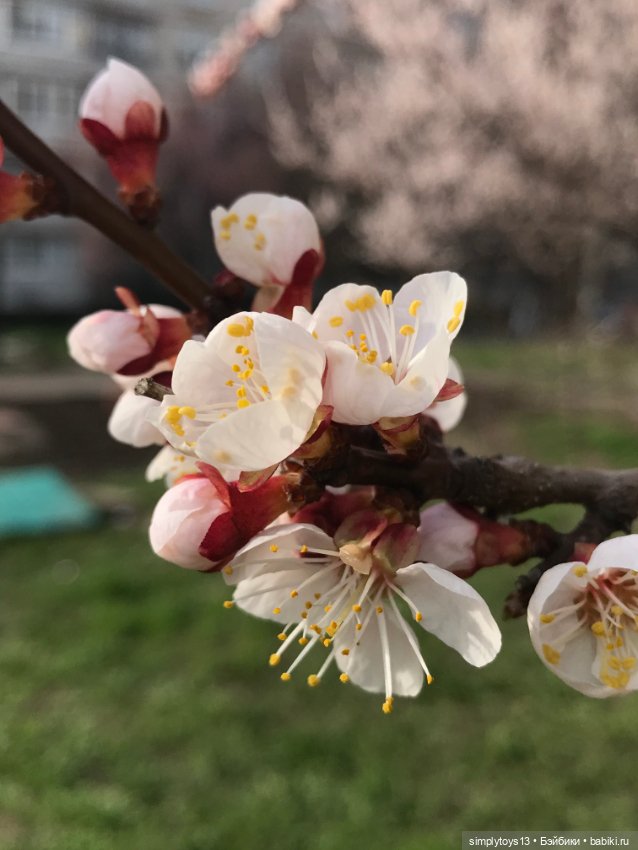 Как малышня за подснежниками ходила