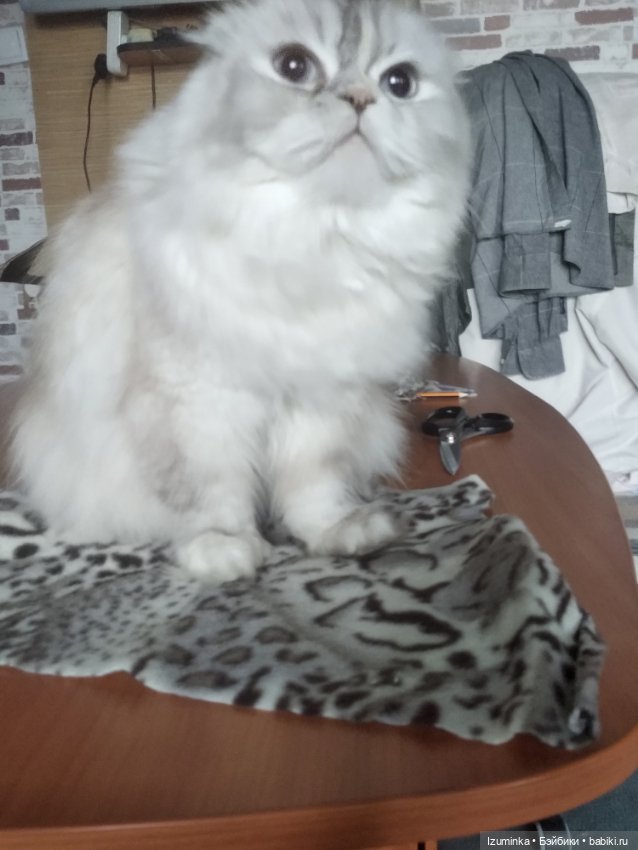 Маленькие нерпы — Текстильные игрушки и примитивы: кофейные