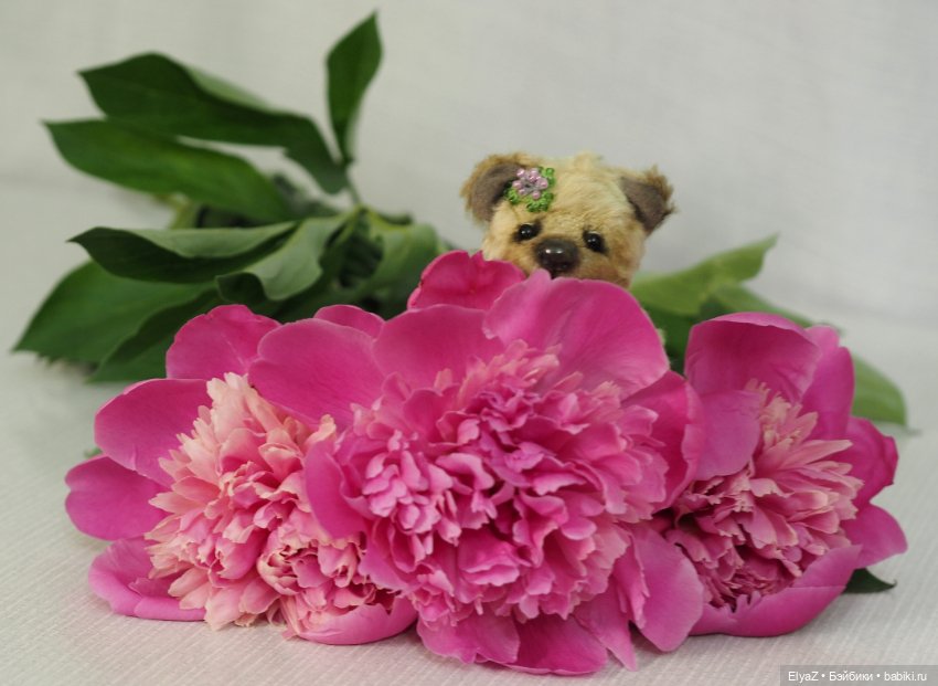 Если б мишки были бабочками (фото 4)