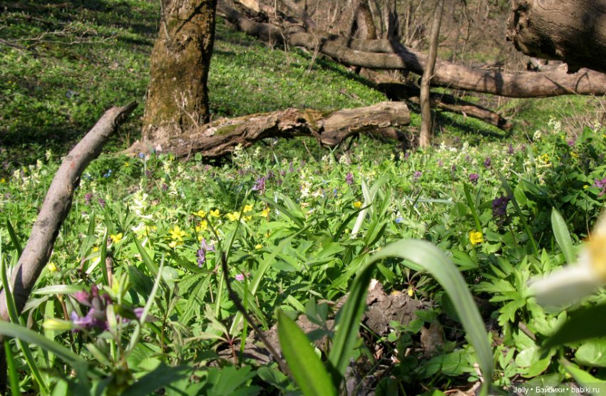Ранняя весна в лесу — Авторские куклы ручной работы: текстильные (фото 3)