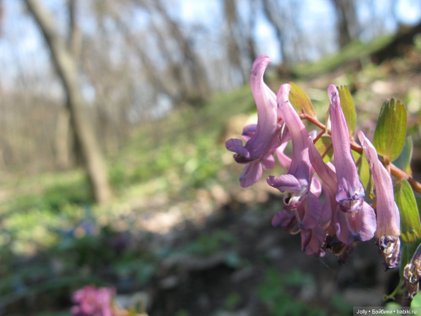 Ранняя весна в лесу — Авторские куклы ручной работы: текстильные