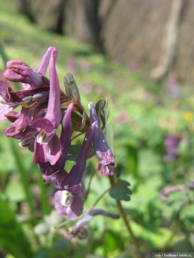 Ранняя весна в лесу — Авторские куклы ручной работы: текстильные (фото 7)