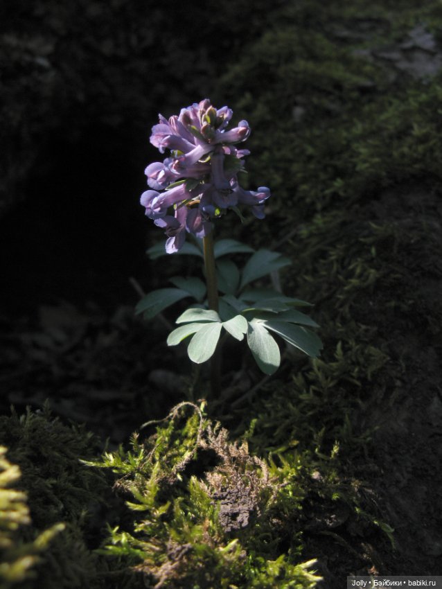 Ранняя весна в лесу — Авторские куклы ручной работы: текстильные