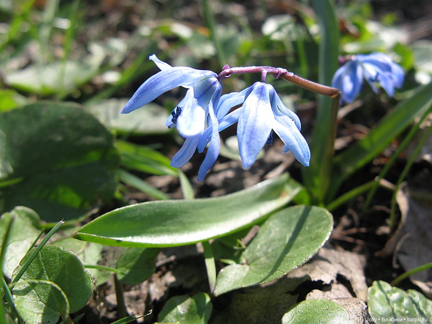 Ранняя весна в лесу — Авторские куклы ручной работы: текстильные (фото 9)