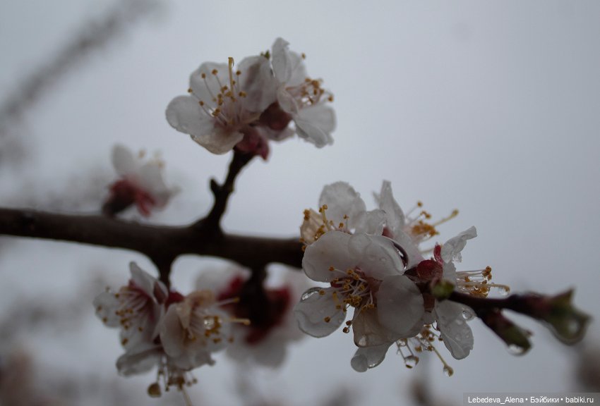 Чумачечая весна — Куклы Fairyland (ФэйриЛэнд): BJD (БЖД) (фото 5)