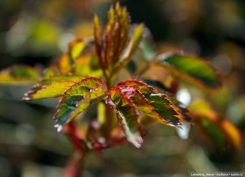 С Пасхой — Пасхальные открытки и куклы: поздравления