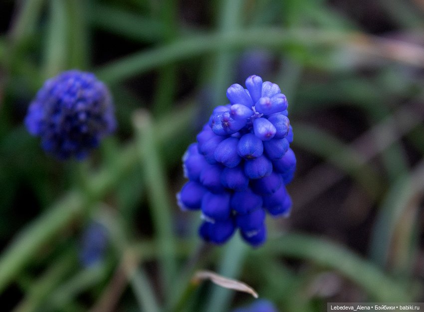 С Пасхой — Пасхальные открытки и куклы: поздравления (фото 10)