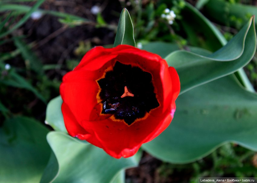 С Пасхой — Пасхальные открытки и куклы: поздравления (фото 7)