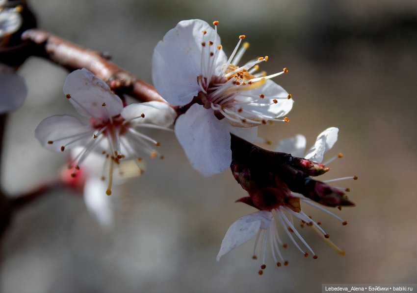 С Пасхой — Пасхальные открытки и куклы: поздравления (фото 3)
