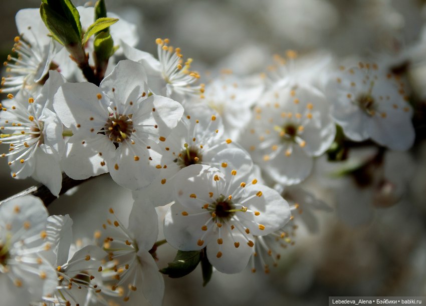 С Пасхой — Пасхальные открытки и куклы: поздравления (фото 2)