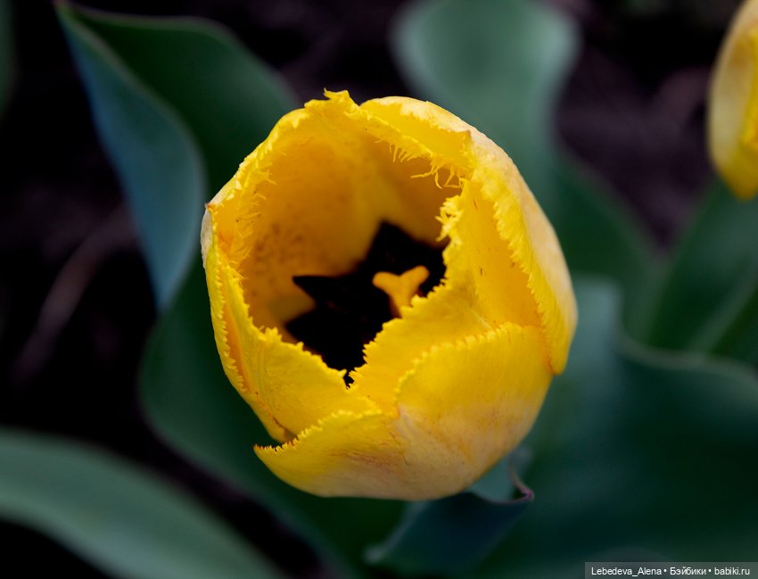 С Пасхой — Пасхальные открытки и куклы: поздравления