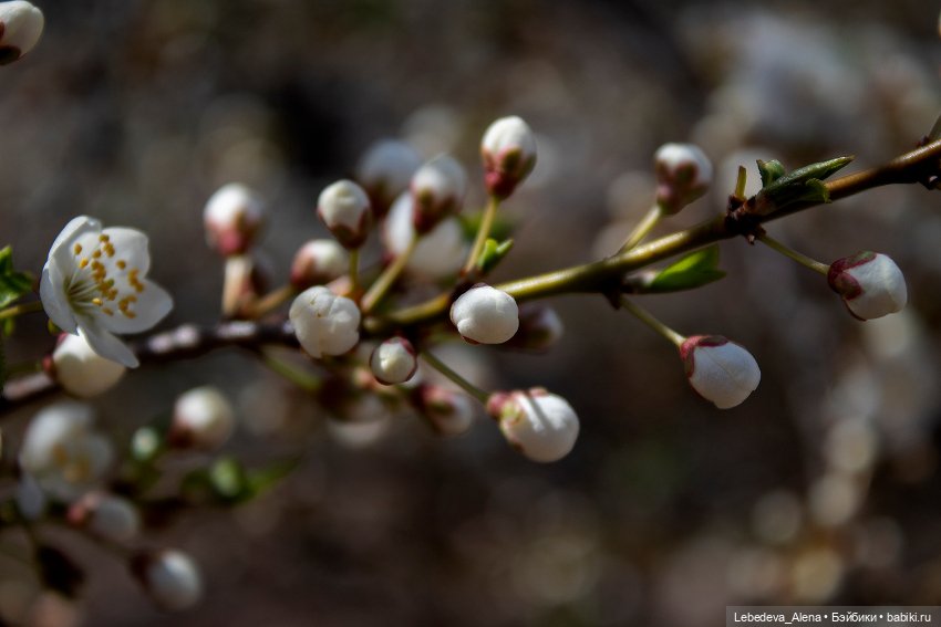 С Пасхой — Пасхальные открытки и куклы: поздравления (фото 5)