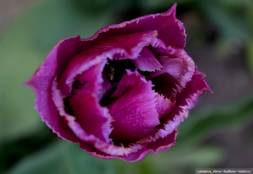 С Пасхой — Пасхальные открытки и куклы: поздравления