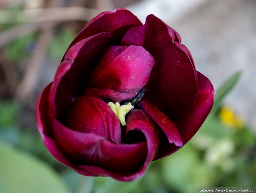 С Пасхой — Пасхальные открытки и куклы: поздравления