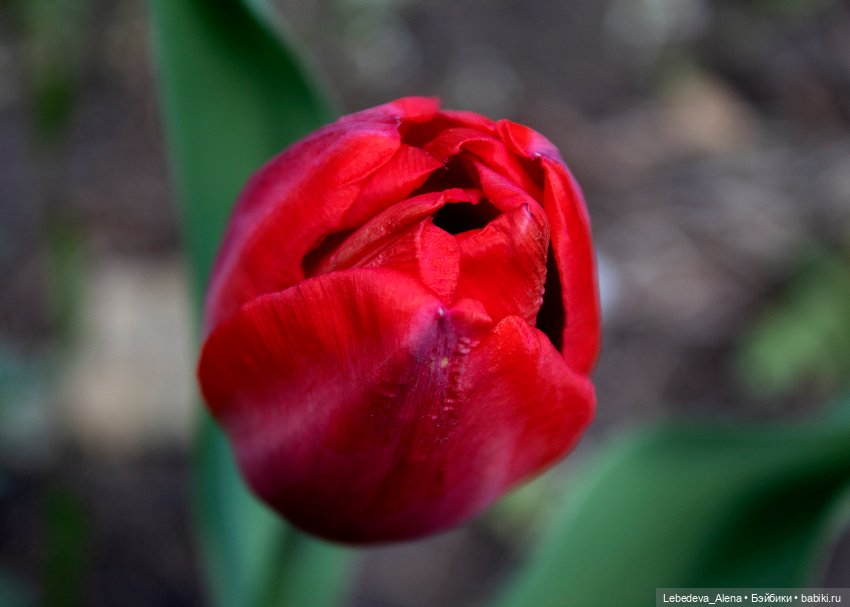 С Пасхой — Пасхальные открытки и куклы: поздравления (фото 8)