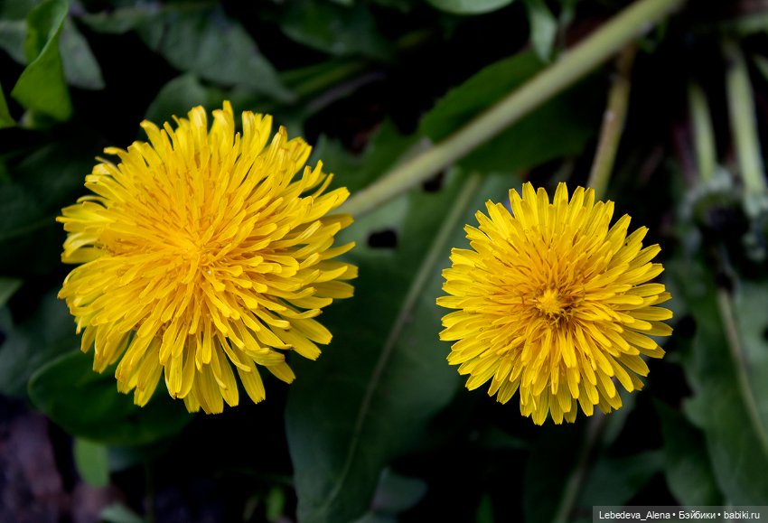 С Пасхой — Пасхальные открытки и куклы: поздравления (фото 6)