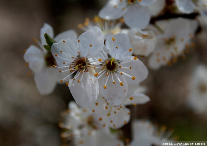 С Пасхой — Пасхальные открытки и куклы: поздравления (фото 4)