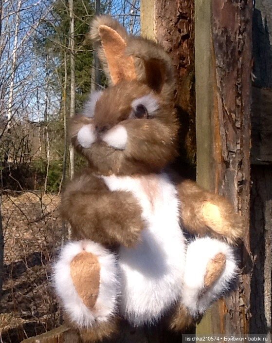 Пасха закончилась - зайцы остались (фото 9)