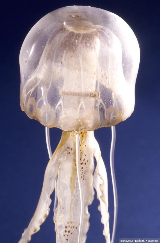 СТЕКЛЯННЫЕ ЦВЕТЫ ЛЕОПОЛЬДА И РУДОЛЬФА БЛАШКА