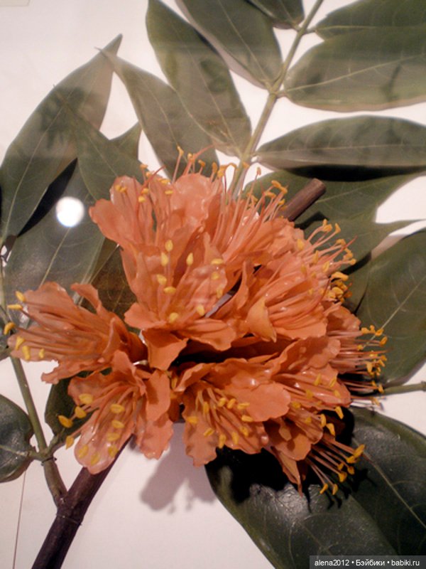 СТЕКЛЯННЫЕ ЦВЕТЫ ЛЕОПОЛЬДА И РУДОЛЬФА БЛАШКА