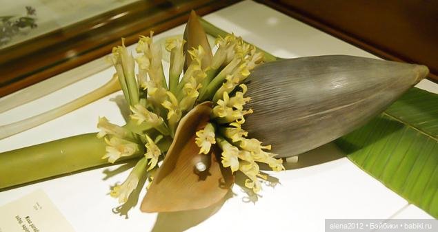 СТЕКЛЯННЫЕ ЦВЕТЫ ЛЕОПОЛЬДА И РУДОЛЬФА БЛАШКА