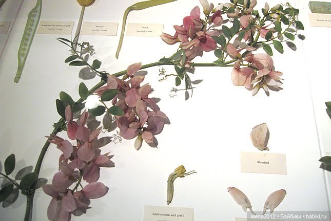 СТЕКЛЯННЫЕ ЦВЕТЫ ЛЕОПОЛЬДА И РУДОЛЬФА БЛАШКА