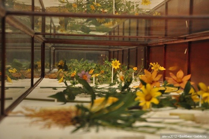 СТЕКЛЯННЫЕ ЦВЕТЫ ЛЕОПОЛЬДА И РУДОЛЬФА БЛАШКА