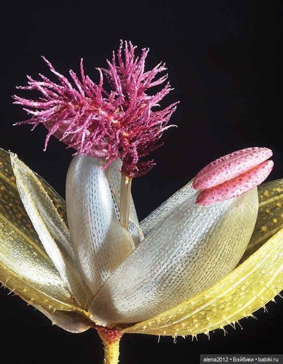 СТЕКЛЯННЫЕ ЦВЕТЫ ЛЕОПОЛЬДА И РУДОЛЬФА БЛАШКА (фото 9)